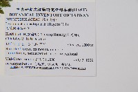 毛苞擬複葉耳蕨藏品圖，第6張