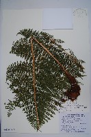 魚鱗蕨藏品圖，第1張