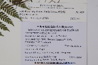 魚鱗蕨藏品圖，第2張