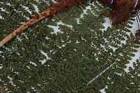 魚鱗蕨藏品圖，第3張