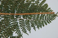 魚鱗蕨藏品圖，第4張