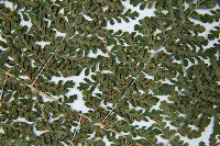 魚鱗蕨藏品圖，第5張