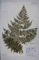 魚鱗蕨藏品圖，第6張