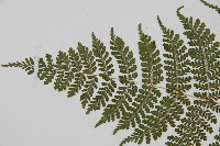 魚鱗蕨藏品圖，第8張