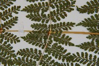 魚鱗蕨藏品圖，第9張