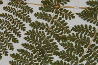 魚鱗蕨藏品圖，第10張