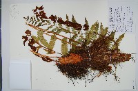 假紫萁、分株假紫萁藏品圖，第1張