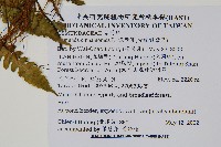 假紫萁、分株假紫萁藏品圖，第2張