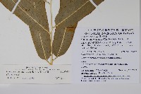 華鳳丫蕨藏品圖，第2張