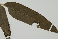 華鳳丫蕨藏品圖，第4張