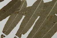 華鳳丫蕨藏品圖，第5張