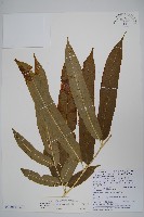 華鳳丫蕨藏品圖，第6張