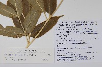 華鳳丫蕨藏品圖，第7張