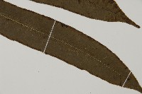 華鳳丫蕨藏品圖，第8張