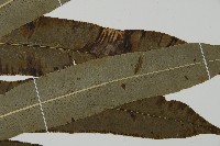 華鳳丫蕨藏品圖，第9張