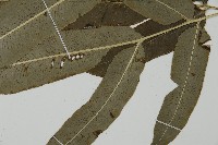 華鳳丫蕨藏品圖，第10張