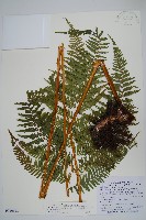 粗毛金星蕨藏品圖，第1張