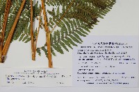 粗毛金星蕨藏品圖，第2張