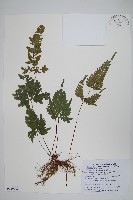 翅柄鳳尾蕨藏品圖，第1張