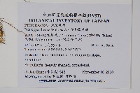 翅柄鳳尾蕨藏品圖，第2張