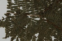 川上氏肋毛蕨藏品圖，第4張