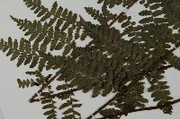 川上氏肋毛蕨藏品圖，第5張