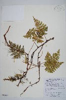 陰石蕨藏品圖，第1張