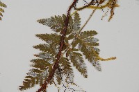 陰石蕨藏品圖，第3張