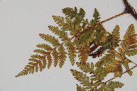 陰石蕨藏品圖，第4張