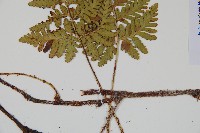 陰石蕨藏品圖，第5張