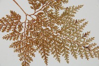 海州骨碎補藏品圖，第3張