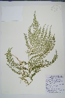 玉山卷柏藏品圖，第1張