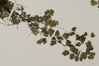 深山鐵線蕨、月芽鐵線蕨藏品圖，第3張