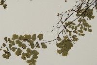 深山鐵線蕨、月芽鐵線蕨藏品圖，第4張