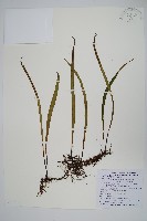 長柄劍蕨藏品圖，第1張