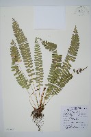 對生耳蕨藏品圖，第1張