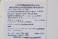 大葉貫眾蕨藏品圖，第2張