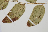 大葉貫眾蕨藏品圖，第4張