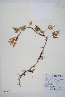 鱗葉陰石蕨藏品圖，第1張