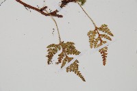 鱗葉陰石蕨藏品圖，第3張