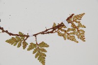 鱗葉陰石蕨藏品圖，第4張