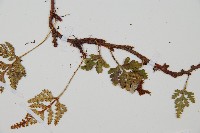 鱗葉陰石蕨藏品圖，第5張