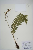 耳形瘤足蕨藏品圖，第1張