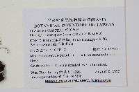 耳形瘤足蕨藏品圖，第2張