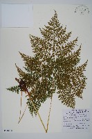 彎柄假複葉耳蕨藏品圖，第1張