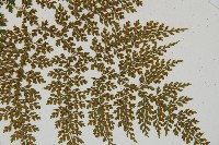 彎柄假複葉耳蕨藏品圖，第5張