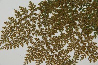 彎柄假複葉耳蕨藏品圖，第6張