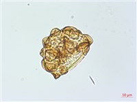 彎柄假複葉耳蕨藏品圖，第2張