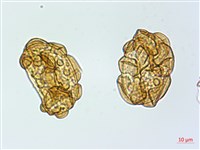 彎柄假複葉耳蕨藏品圖，第3張