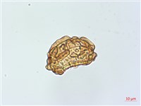 彎柄假複葉耳蕨藏品圖，第4張